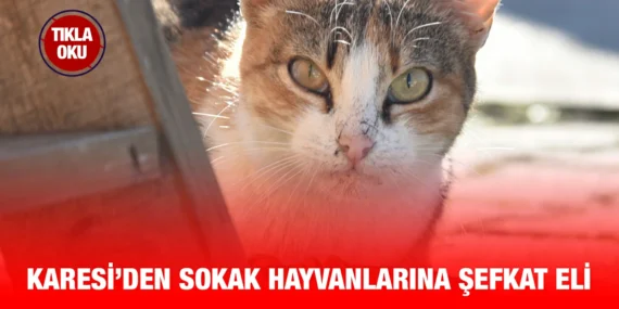 SOKAK HAYVANLARI KIŞ AYLARINDA YALNIZ DEĞİL