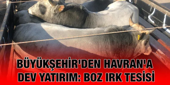 BÜYÜKŞEHİR, HAVRAN’A BOZ IRK ÜRETİM TESİSİ KURUYOR
