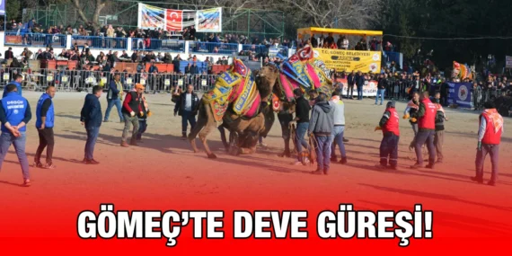 14. GELENEKSEL KARAAĞAÇ DEVE GÜREŞLERİ’NE YOĞUN İLGİ