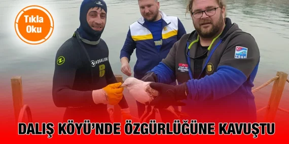 DİKKATLİ DALGIÇ MARTININ HAYATINI KURTARDI