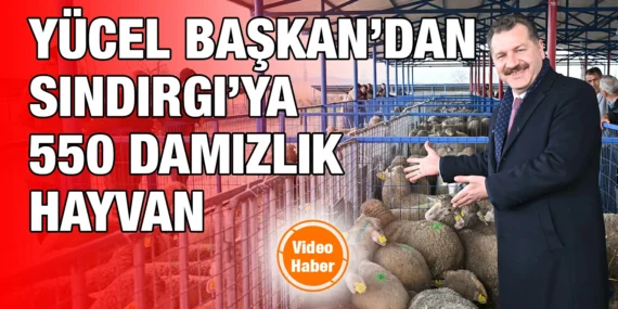 BÜYÜKŞEHİR, SINDIRGI’DA 550 DAMIZLIK DAĞITTI