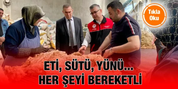 BALIKESİR KUZUSU’NUN YÜNÜ EKONOMİYE DEĞER KATIYOR