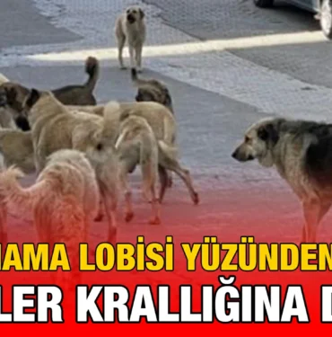 kopek_kriter_haber