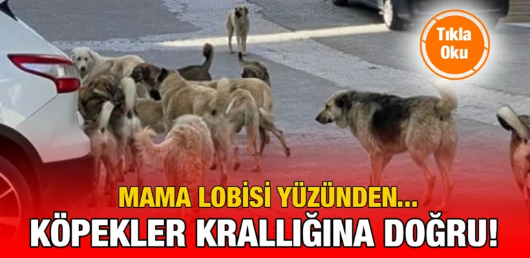 kopek_kriter_haber