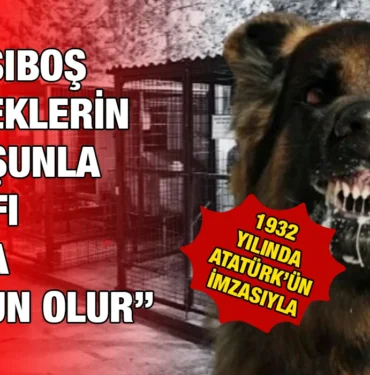 kopek_kriter_haber