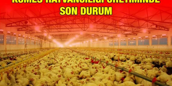 KÜMES HAYVANCILIĞI ÜRETİMİ, MAYIS 2024