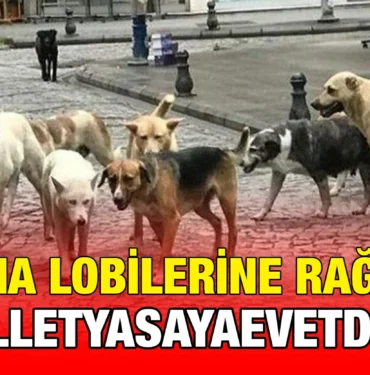 yasa_kriter_haber