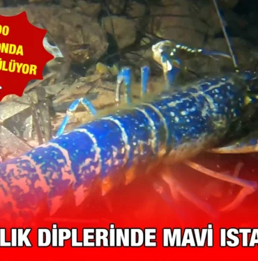 mavi_kriter_haber