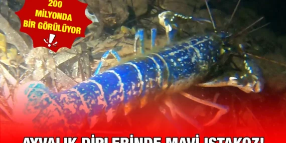 MAVİ ISTAKOZ AYVALIK’TA GÖRÜNTÜLENDİ