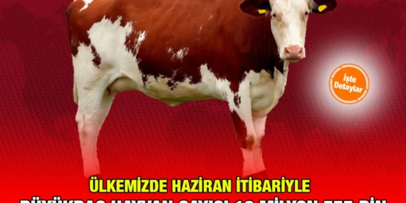 HAYVANCILIK İSTATİSTİKLERİ, HAZİRAN 2024