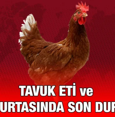 tavuk_kriter_haber