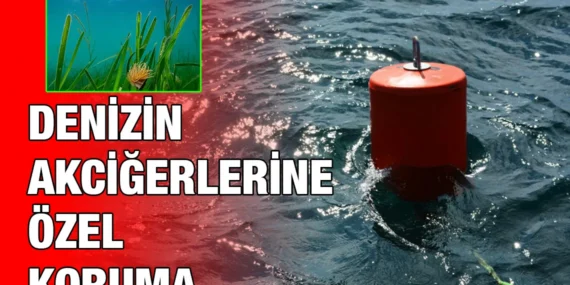 Denizin Akciğerleri İçin Tonozlu Koruma