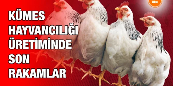 Kümes Hayvancılığı Üretimi, Ağustos 2024