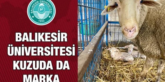 BAÜN’ün Kuzuları Dünyaya Gözlerini Açmaya Başladı