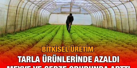 Bitkisel Üretim İstatistikleri, 2024