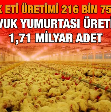 tavuk_kriter_haber