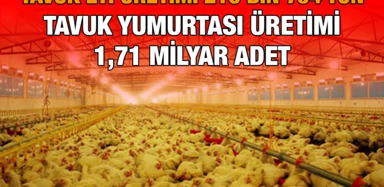 tavuk_kriter_haber