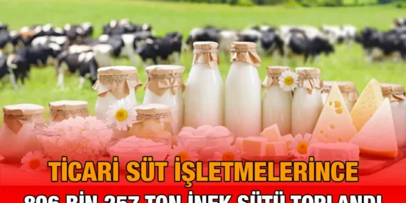 Süt ve Süt Ürünleri Üretimi, Kasım 2024