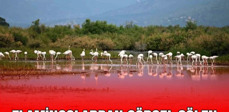 selcuk_kriter_haber
