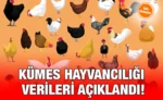kümes_kriter_haber