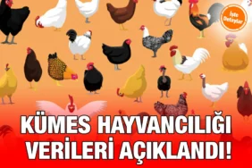 kümes_kriter_haber