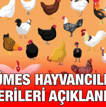 kümes_kriter_haber