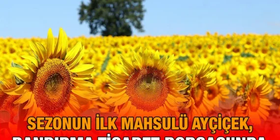 İlk Mahsul Ayçiçek