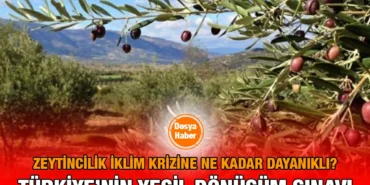 zeytincilik_iklim_krizi_kriter_haber