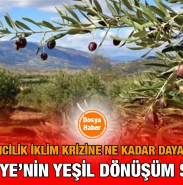 zeytincilik_iklim_krizi_kriter_haber