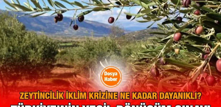 zeytincilik_iklim_krizi_kriter_haber