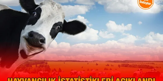 Haziran 2025 Hayvancılık İstatistikleri