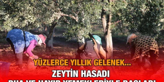 Zeytin İçin Hasat Vakti…