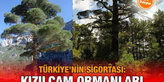 Prof. Dr. Cantürk Gümüş Uyarıyor