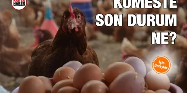 git_git_gidak_kriter_haber