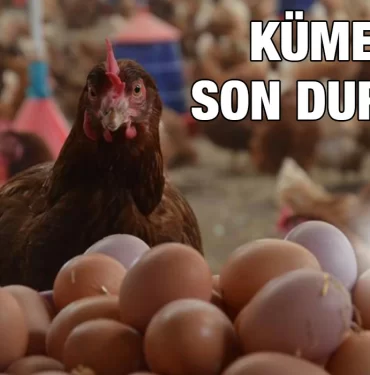 git_git_gidak_kriter_haber