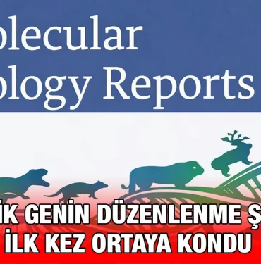 gen_duz_kriter_haber