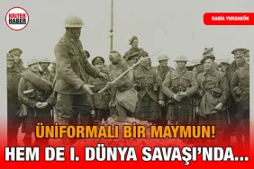 maymun_jackie_kriter_haber