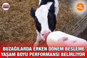 erken_donem_