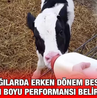erken_donem_