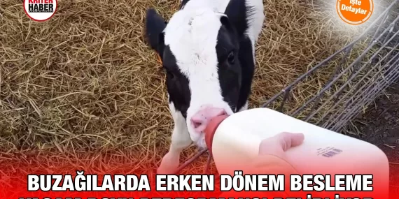 Buzağı Beslenmesi Üzerine Notlar