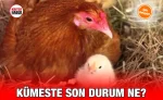 kumes_26_kriter_haber