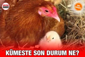 kumes_26_kriter_haber