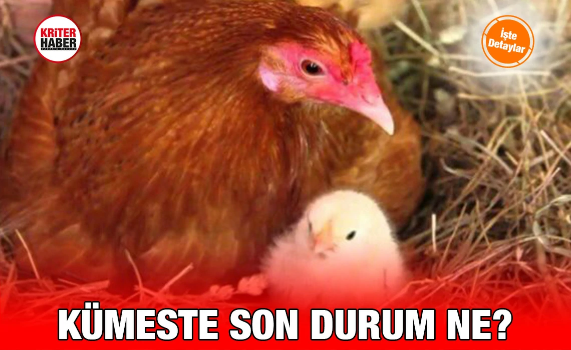 kumes_26_kriter_haber