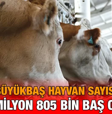 buyukbas_sayi_kriter_habe