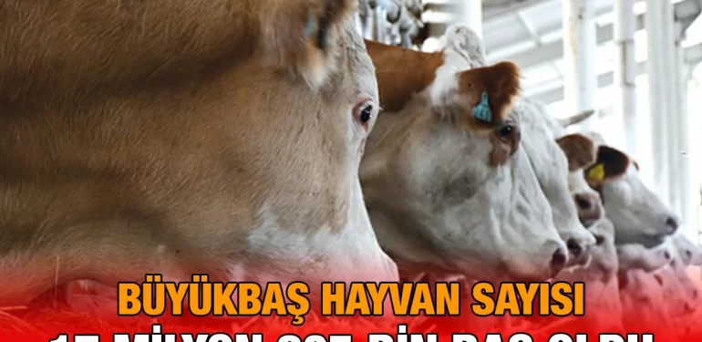 buyukbas_sayi_kriter_habe